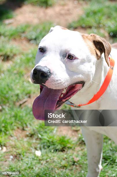 Pit Bull Stock Photo - Download Image Now - Animal, Animal Shelter, Canine - Animal