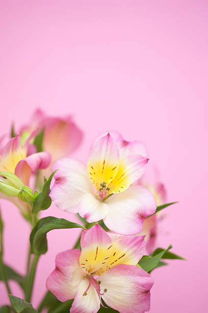 istock Flowers of Alstroemeria 487965401