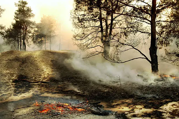 Photo of Coniferous forest in the smoke from the fire.