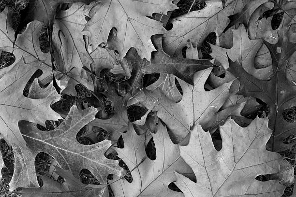 istock Shades of Autumn 487966951