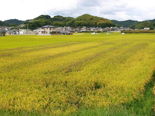 istock Rice field, village, and mountain in Japan 487967367