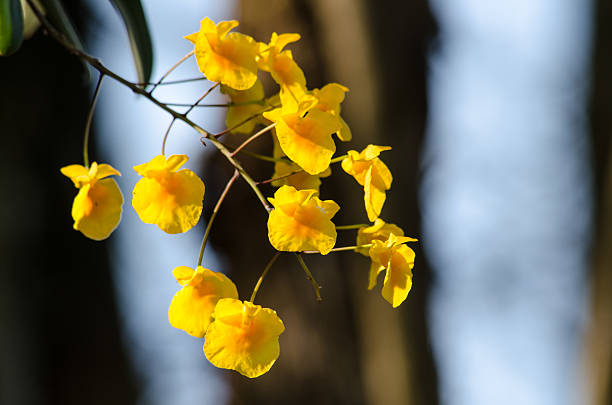 istock Lindley's Dendrobium is beautiful flower and have yellow colour 487968324