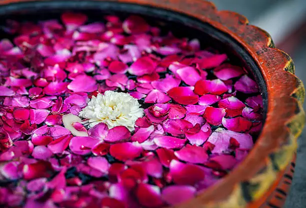 White flower with red rose petals in the bowl in SPA salon