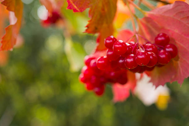 istock Rowanberry in autumn 487968854