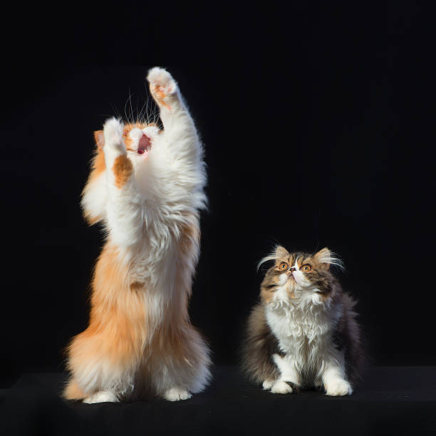 istock Two persian cats of different coloring 487968890