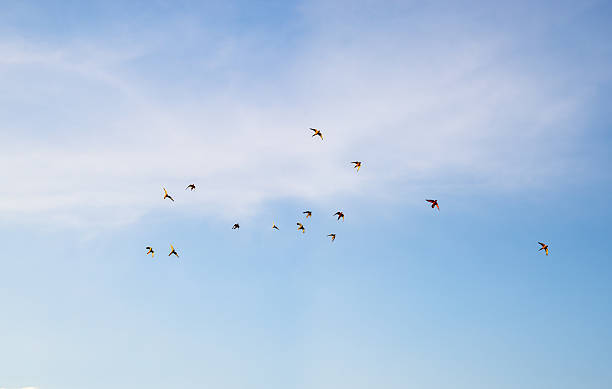 istock The flock of parrots fly 487970312
