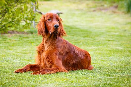 Welsh Springer Spaniel portrait in the forest