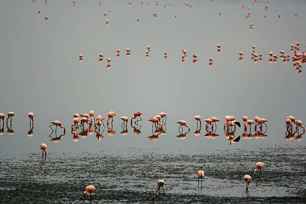 istock Reflection of Flamingos 487971348