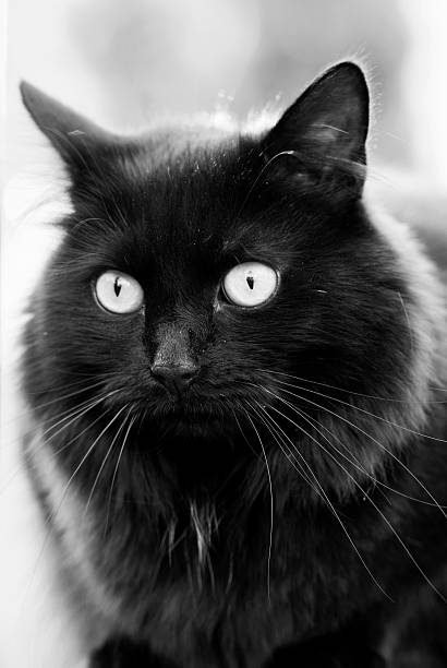 istock Face of a Black Cat 487971916