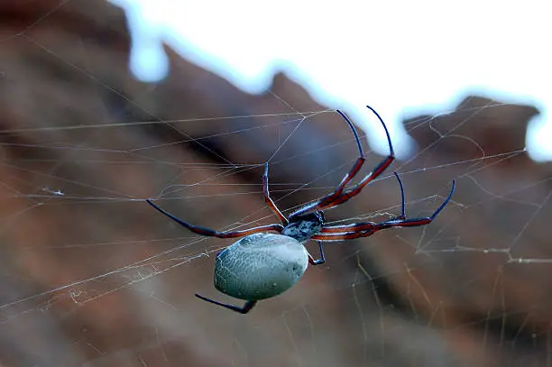Australian spider somewhere in outback