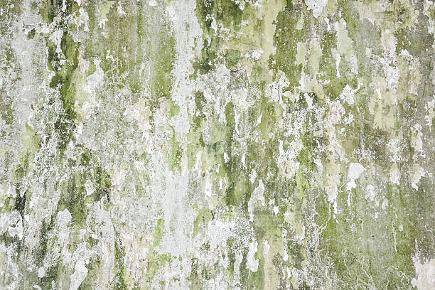 istock old grunge green concrete wall 487973870