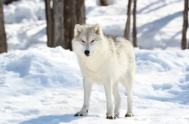 arctic wolf in forest during winter