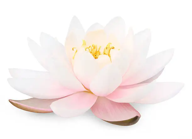 Lotus flower isolated on white