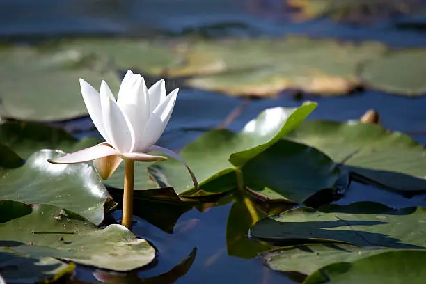 White waterlily flower with lily pads on pond