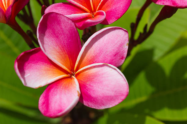 istock Plumeria spp flower 487976414