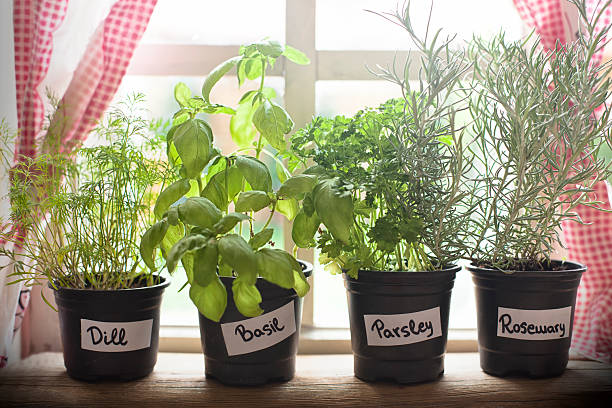 herbs growing in kitchen Indoor Herb Garden, Potted Container Plant by Window Sill rosemary seedlings stock pictures, royalty-free photos & images