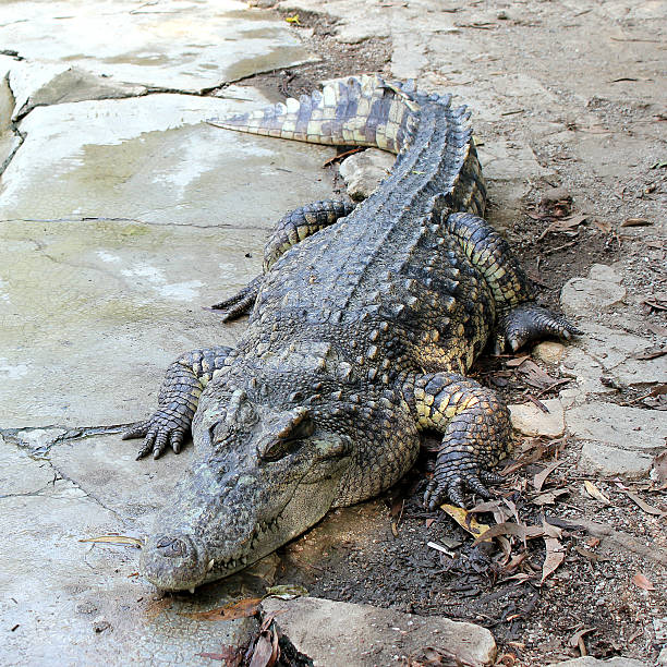 Crocodile stock photo