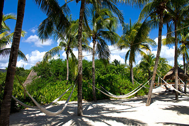 Beach Paradise Hammock under Palm Trees stock photo