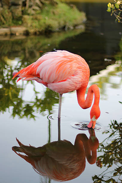 Flamingo stock photo