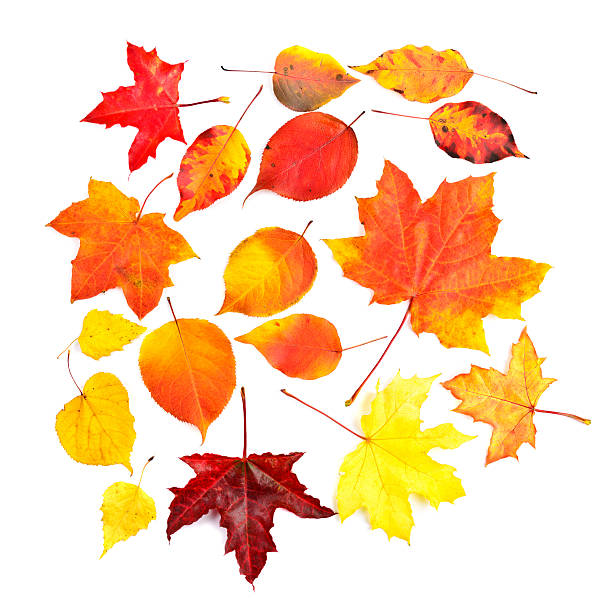 istock Set collection colorful autumn fall leaves 487977946