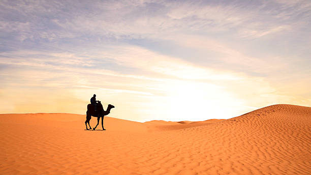 istock Nice view of a camel in Sahara 487978604