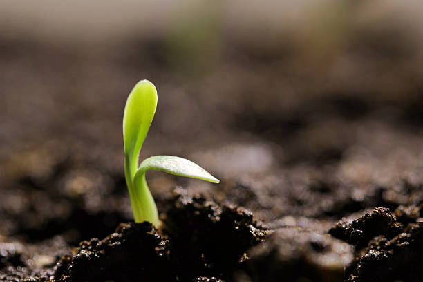 istock small green seedling in the ground 487978792