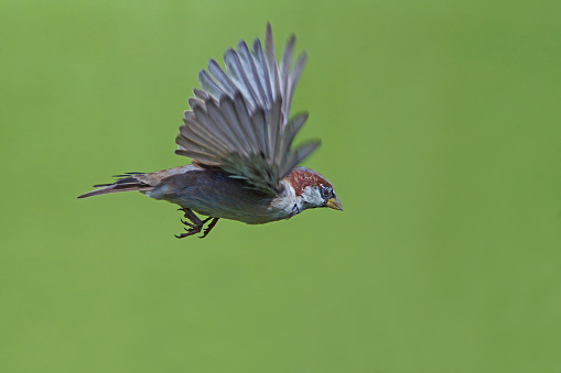 Sparrow at the fly,Eifel,Germany.