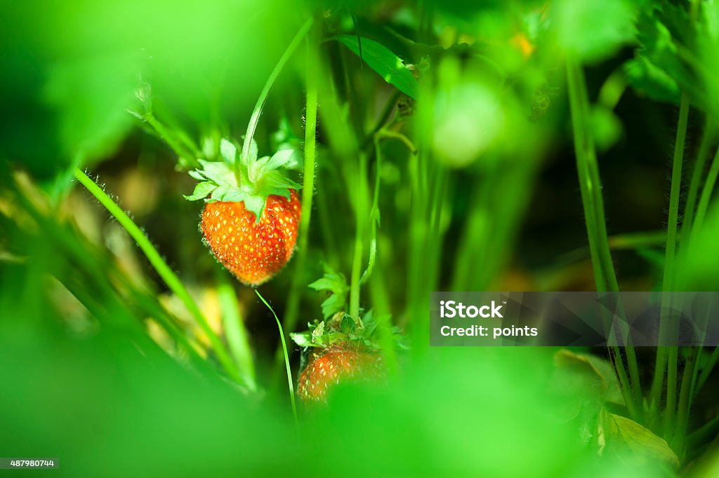 Strawberry in the fruit garden Ripe strawberry on a bush in the summer garden on a sunny day 2015 Stock Photo