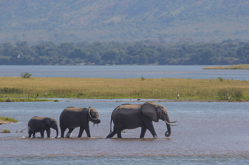 African Elephants walking in the Zambezi river