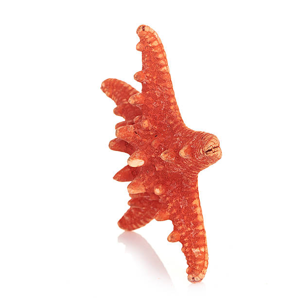 istock sea star isolated on white 487997069