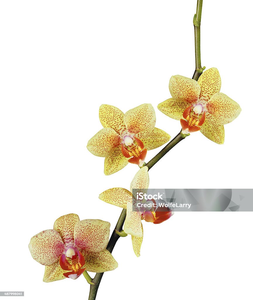 Bellissima Orchidea gialla isolato su sfondo bianco - Foto stock royalty-free di Botanica