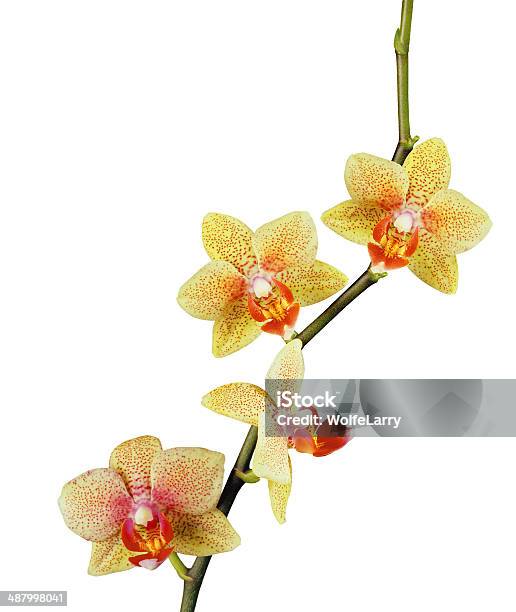 Bellissima Orchidea Gialla Isolato Su Sfondo Bianco - Fotografie stock e altre immagini di Botanica