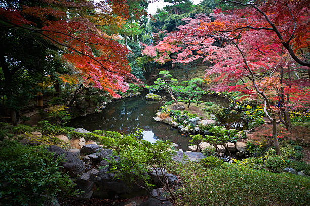 istock Japanese maple leaves in autumn 487998119