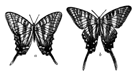 Antique illustration of Zebra Swallowtail (Protographium marcellus, Papilio ajax)