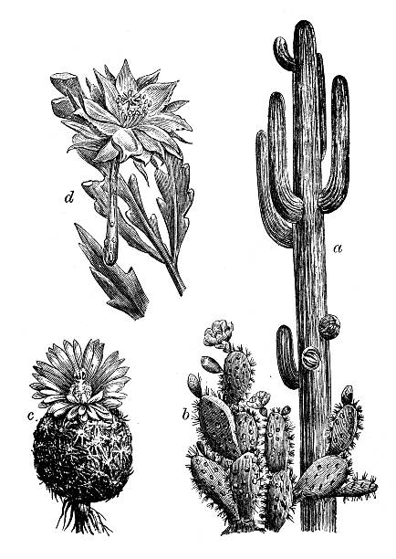 illustrations, cliparts, dessins animés et icônes de ancienne illustration de cactus - cactus flower prickly pear cactus prickly pear fruit
