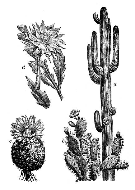 античный иллюстрация кактус - mammillaria cactus stock illustrations