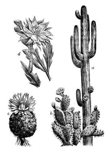 Antique illustration of cactus: saguaro (Carnegiea gigantea), Opuntia cochenillifera, mammillaria pectinifera, Epiphyllum anguliger