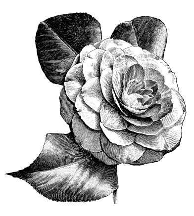 Antique illustration of Camellia japonica (Japanese camellia)