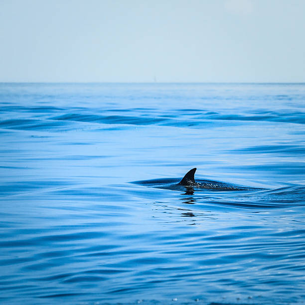 istock Fin of a shark in the high sea 487998917