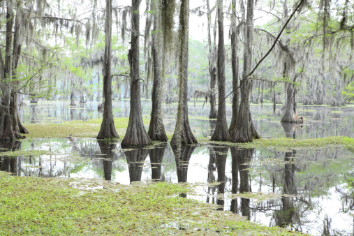 Beautiful and mysterious cypress swamp.  The trees are dripping with spanish moss.