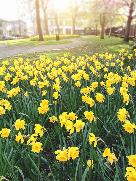 istock yellow daffodil flowers 487999011