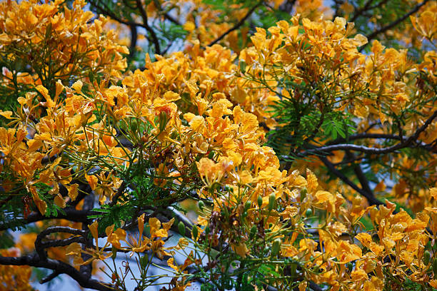 istock yellow Flamboyant, Peacock Flower 487999149