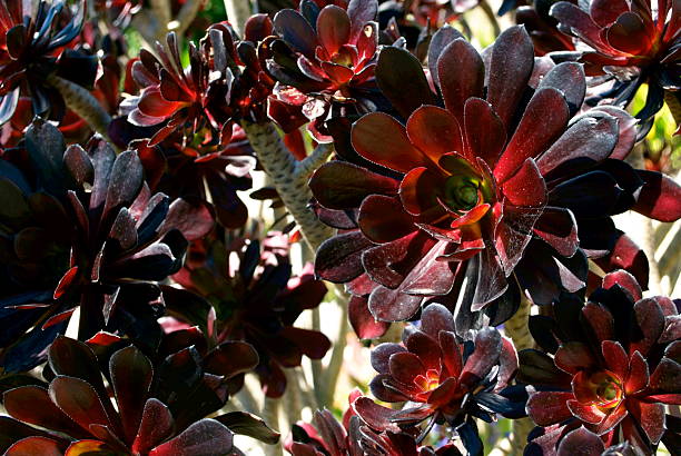 thickleaf aeonium - soboliferum foto e immagini stock