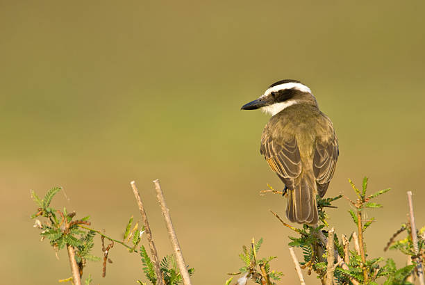 istock Great kiskadee, pitangus sulphuratus 487999559