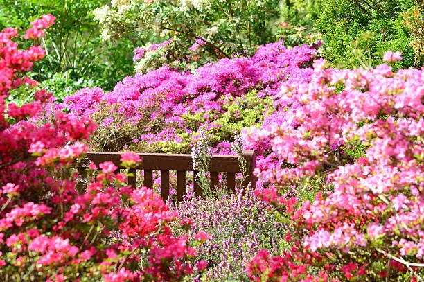 Secret bench hidden in a garden of pink flowers