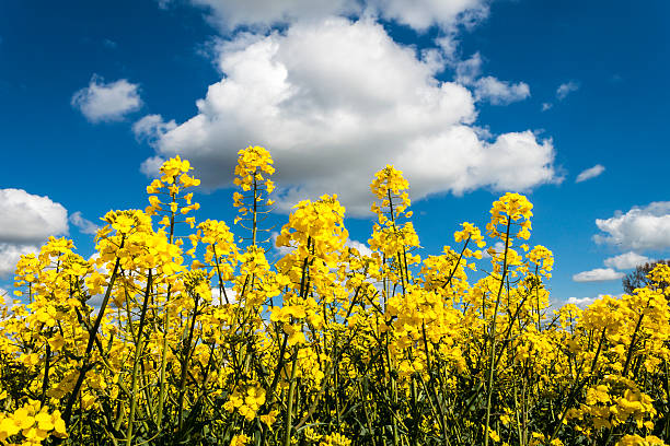 L'huile de graine de l'été - Photo