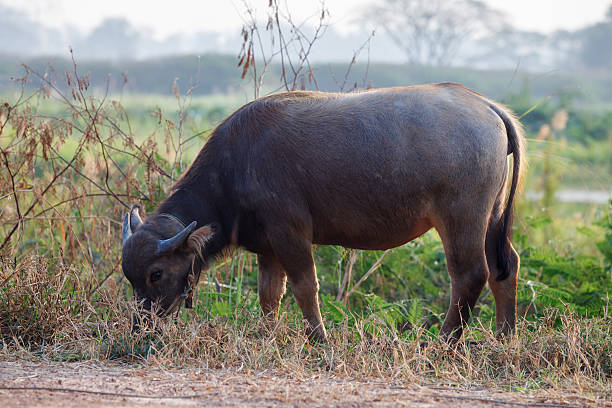 istock buffalo in the field thailand 488001223