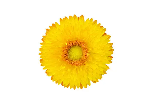 Photo of Strawflower plant (Xerochrysum Bracteatum) isolated from the bac