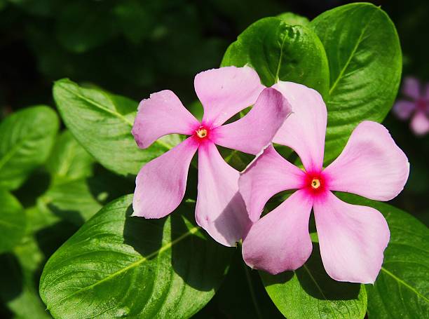 Pink vinca flower Madagascar Periwinkle Blooms ammocallis rosea stock pictures, royalty-free photos & images