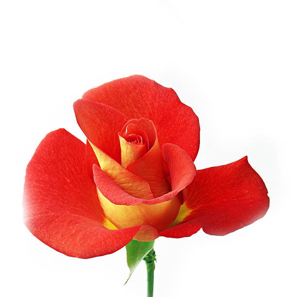 istock sweet flower on white isolated 488002334